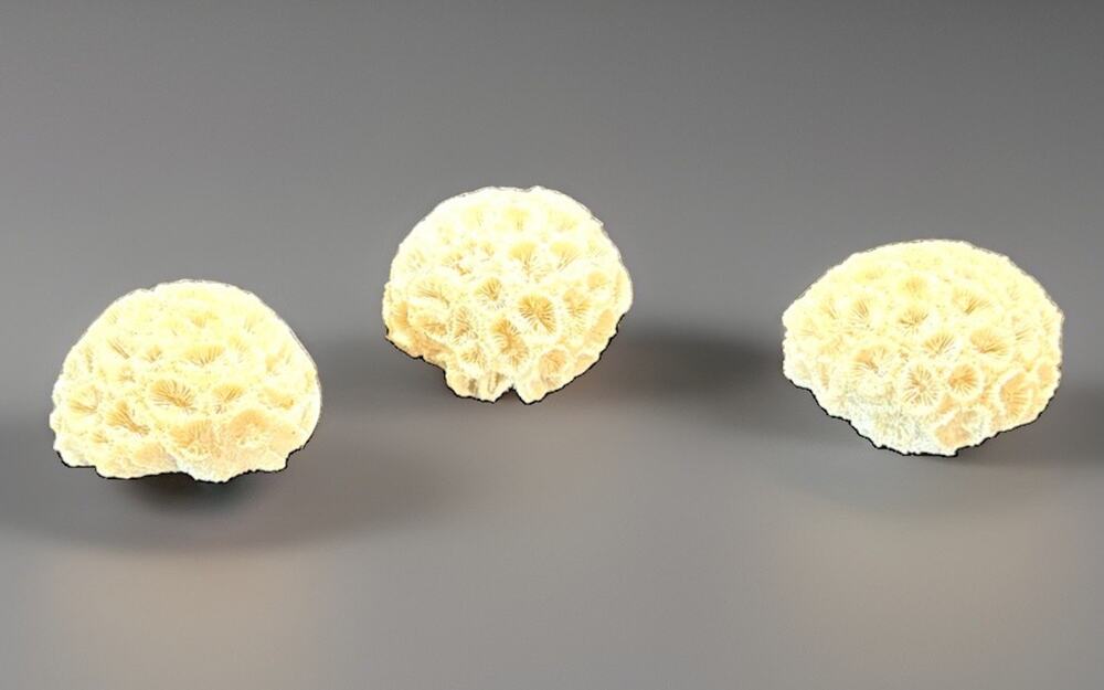 🚨 ANTIQUE / VINTAGE Set of 3 White Sea Star Brain Coral Fossils 2”+ 🪸